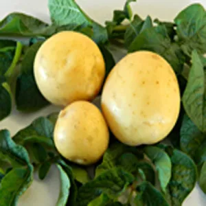 Satina Potato